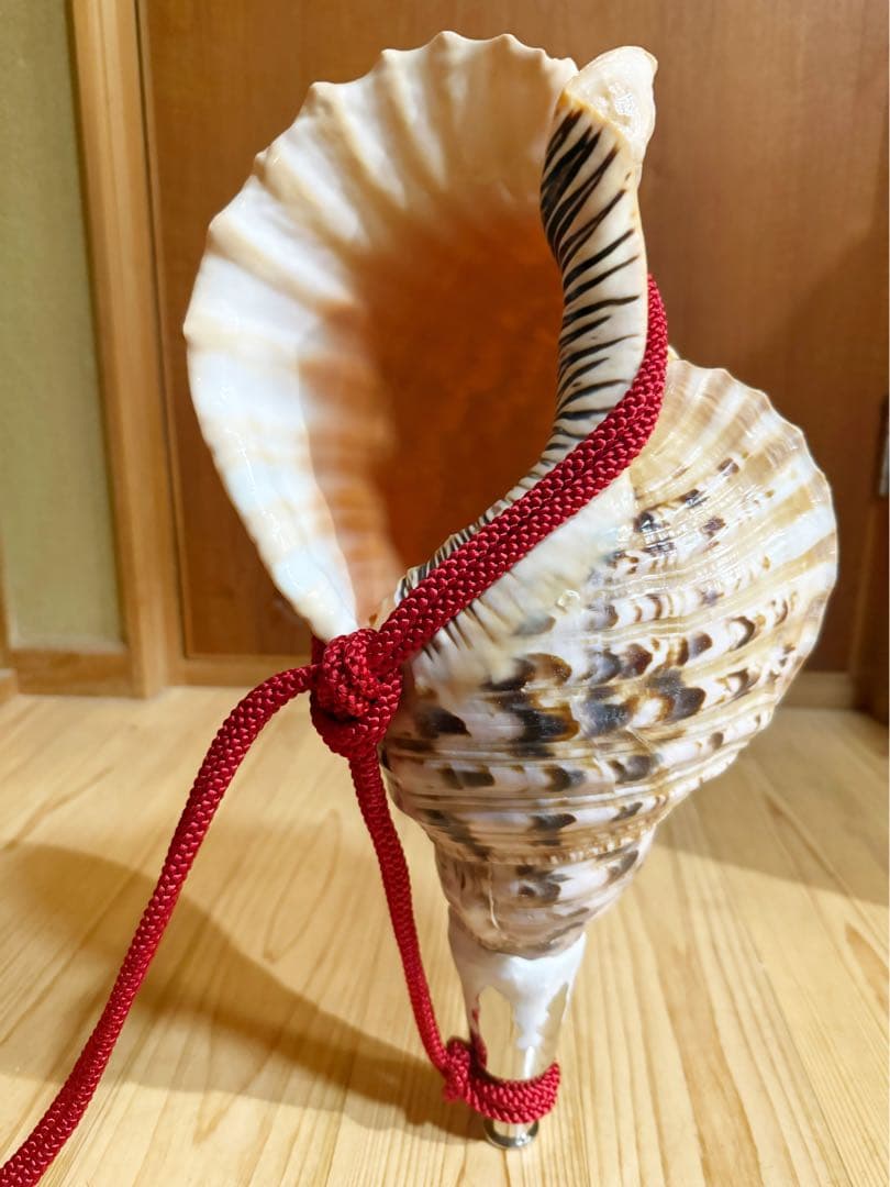 大型修験道法螺貝39㎝山伏密教魔除け熊よけ❣️ホラガイほら貝
