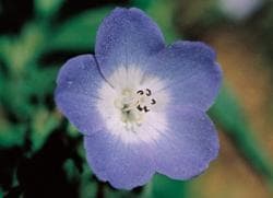 【専用】ベビーブルーアイズ(30ml) 　FES フラワーエッセンス　他