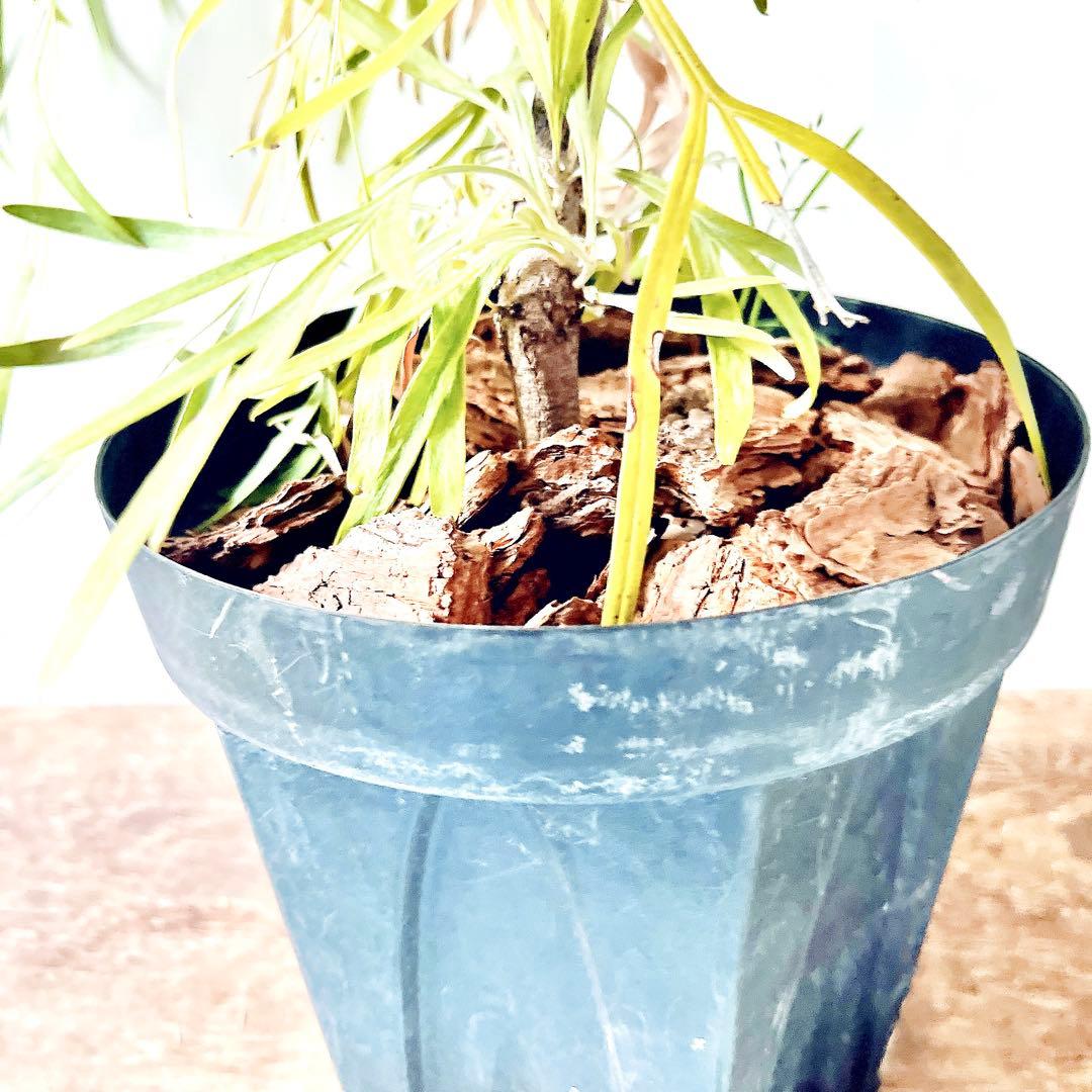 《希少》グレビレア バンクシー アルバ オージープランツ 観葉植物 calm