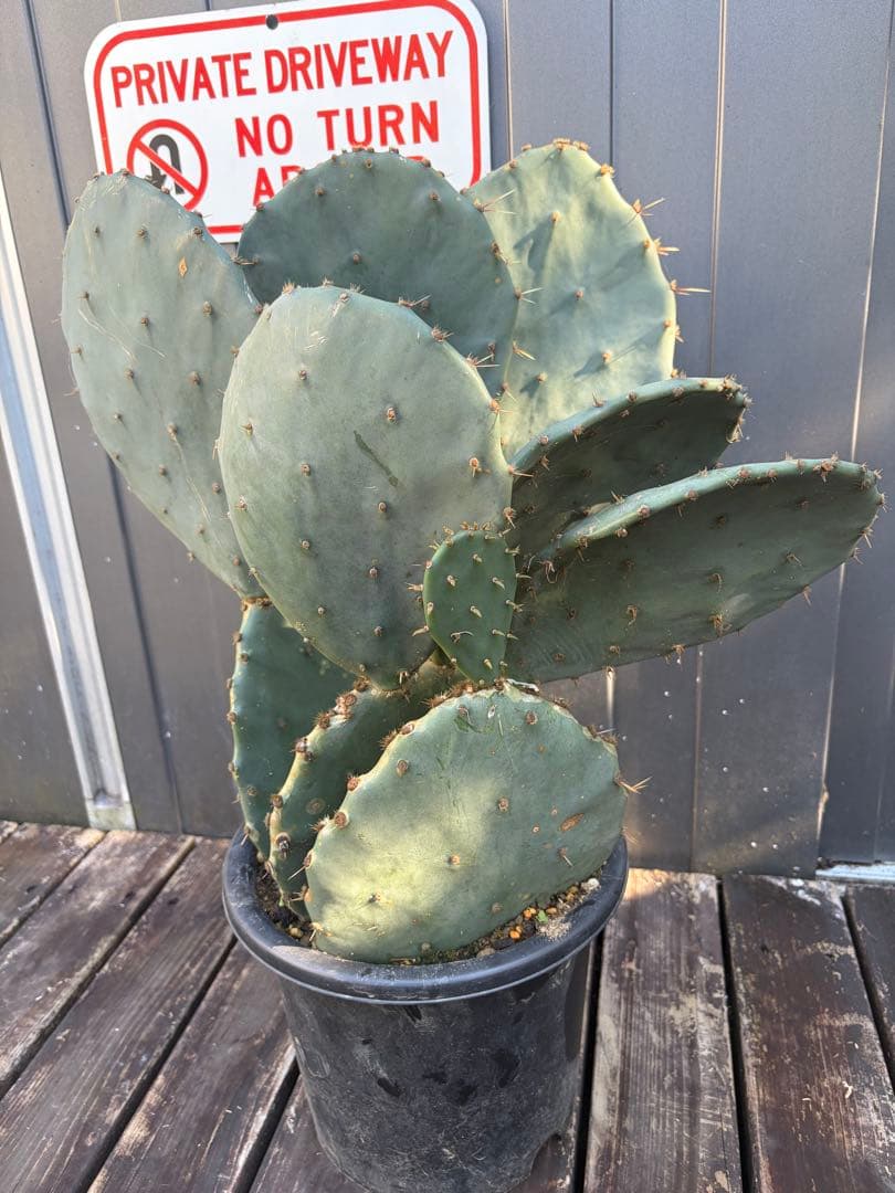 耐寒性強！団扇サボテン　オプンチアのフミフサ群生植え◇ドライガーデン南国アガベ