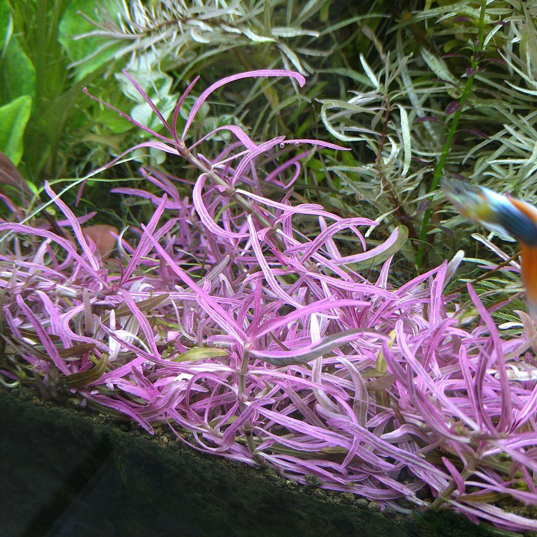 郵送 ○ハイグロSPチャイ水中葉1本 水草 ADA 水槽 - メルカリ