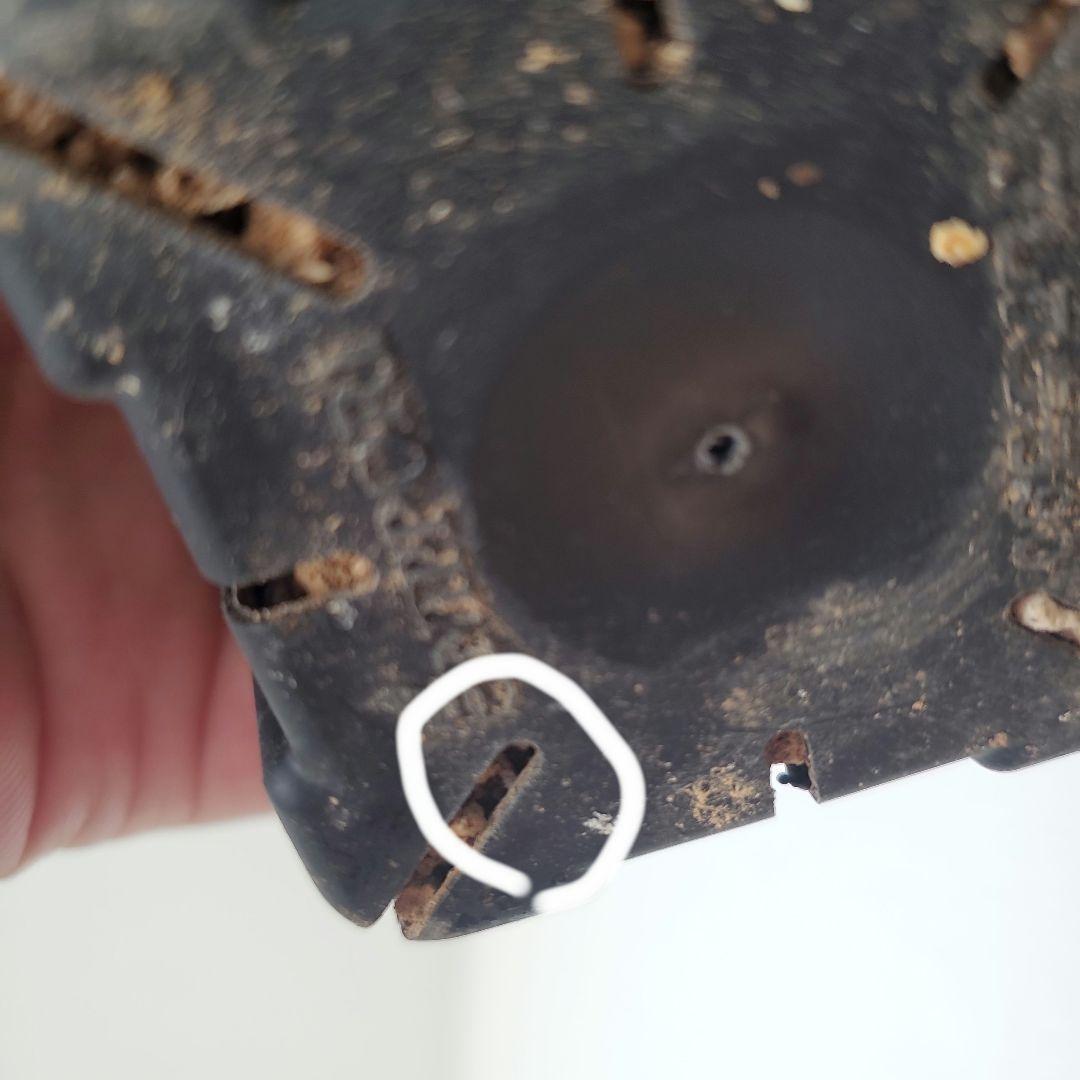 塊根植物　グラキリス　現地株　発根済　幹固め　発根管理半年間以上　メルカリ便