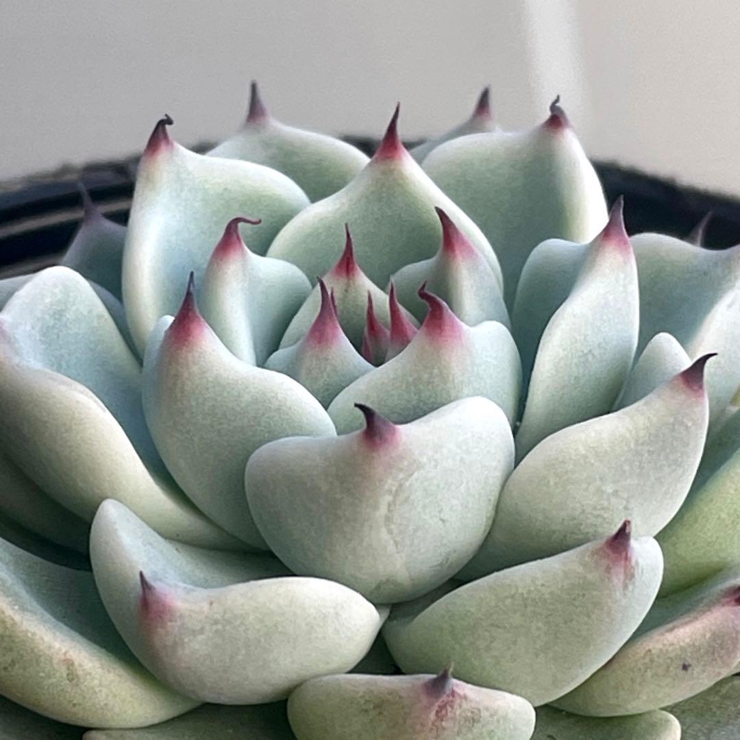 札付き！　人気　可愛い　ミックスベリア　そわそわ　抜き苗