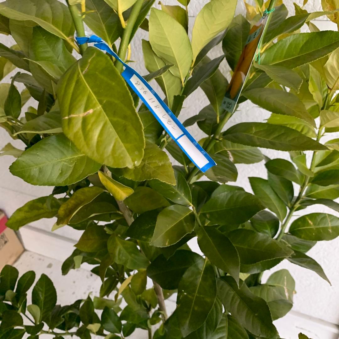 大株 レモン リスボン 約170cm【果樹苗/柑橘/苗木/シンボルツリー】18