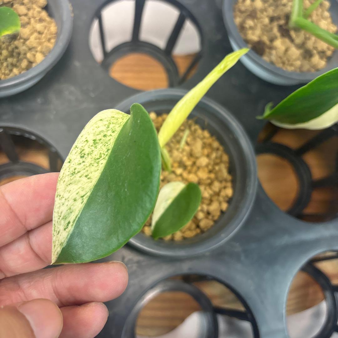 ア*)様 5株セットL036 【特別選抜】ホワイトモンスター／天津蘭 モンステラ