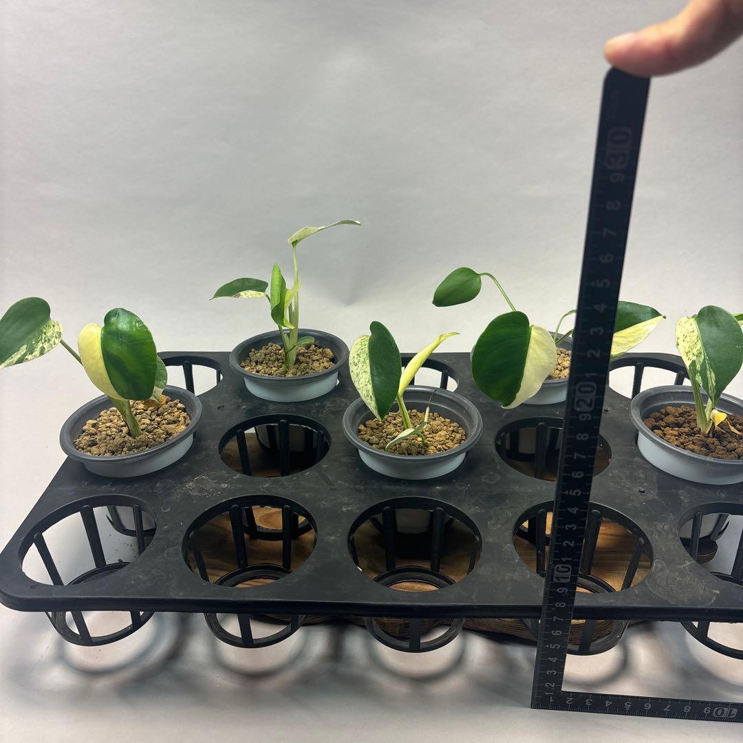 ア*)様 5株セットL036 【特別選抜】ホワイトモンスター／天津蘭 モンステラ