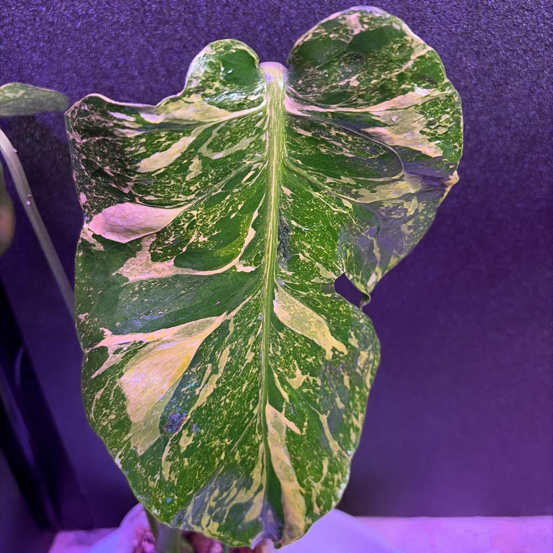 t*p様 スーパー美株‼️モンステラデリシオーサ❣️サンダーボルト‼️限定一鉢❣