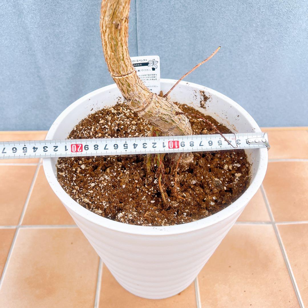 現品　フィカス　ゴムの木　エベレスト　38番　曲り　観葉植物　フィカスエベレスト