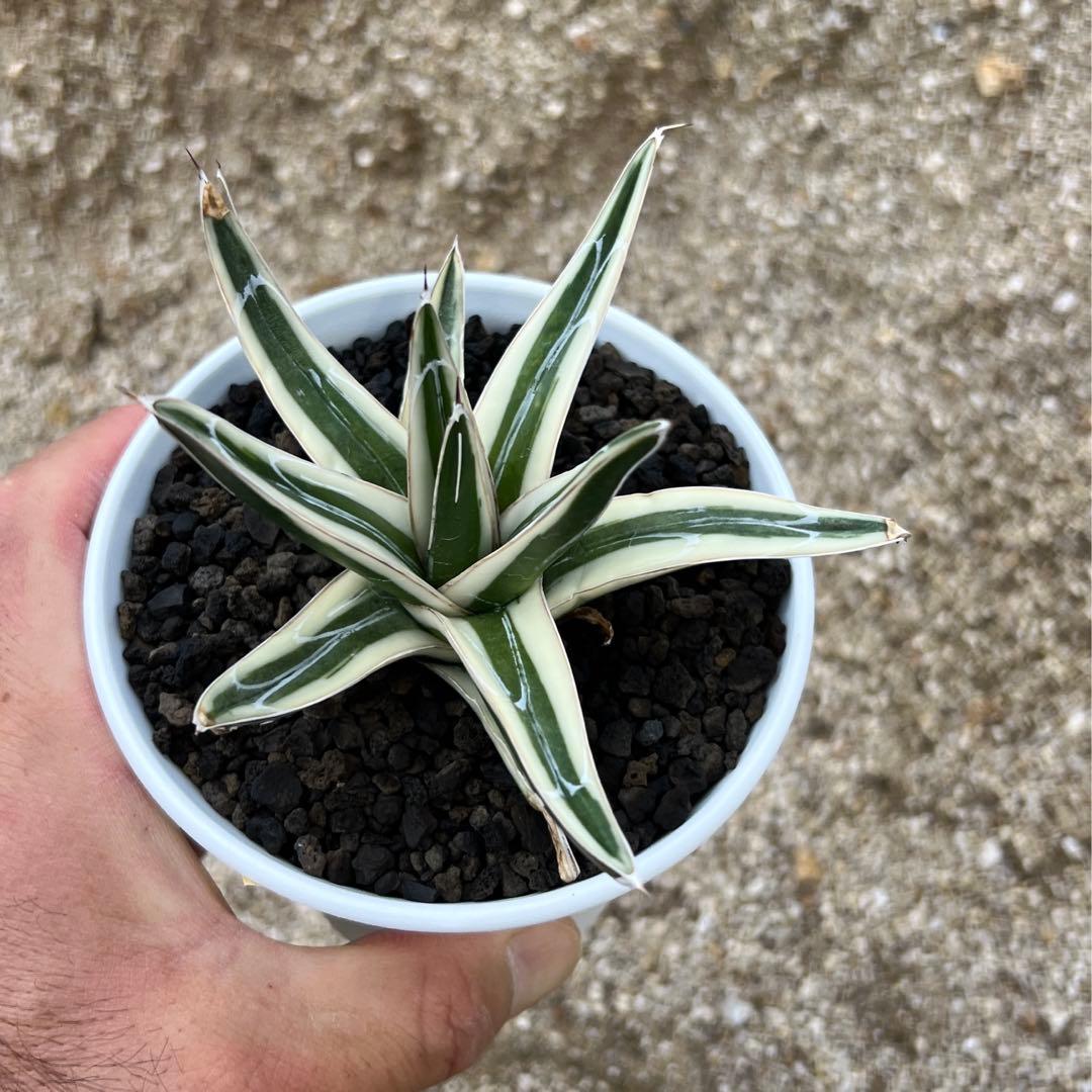 アガベ　笹の雪　氷山