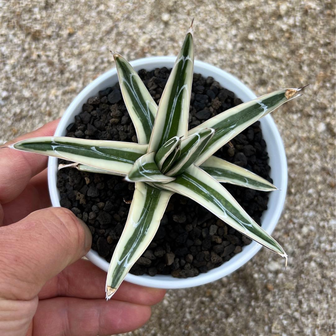 アガベ　笹の雪　氷山