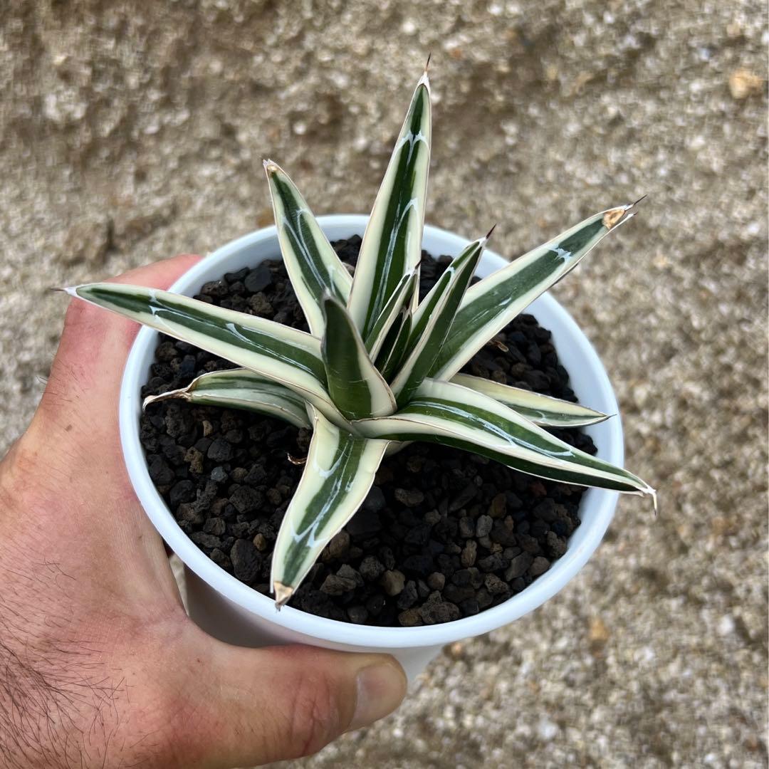 アガベ　笹の雪　氷山