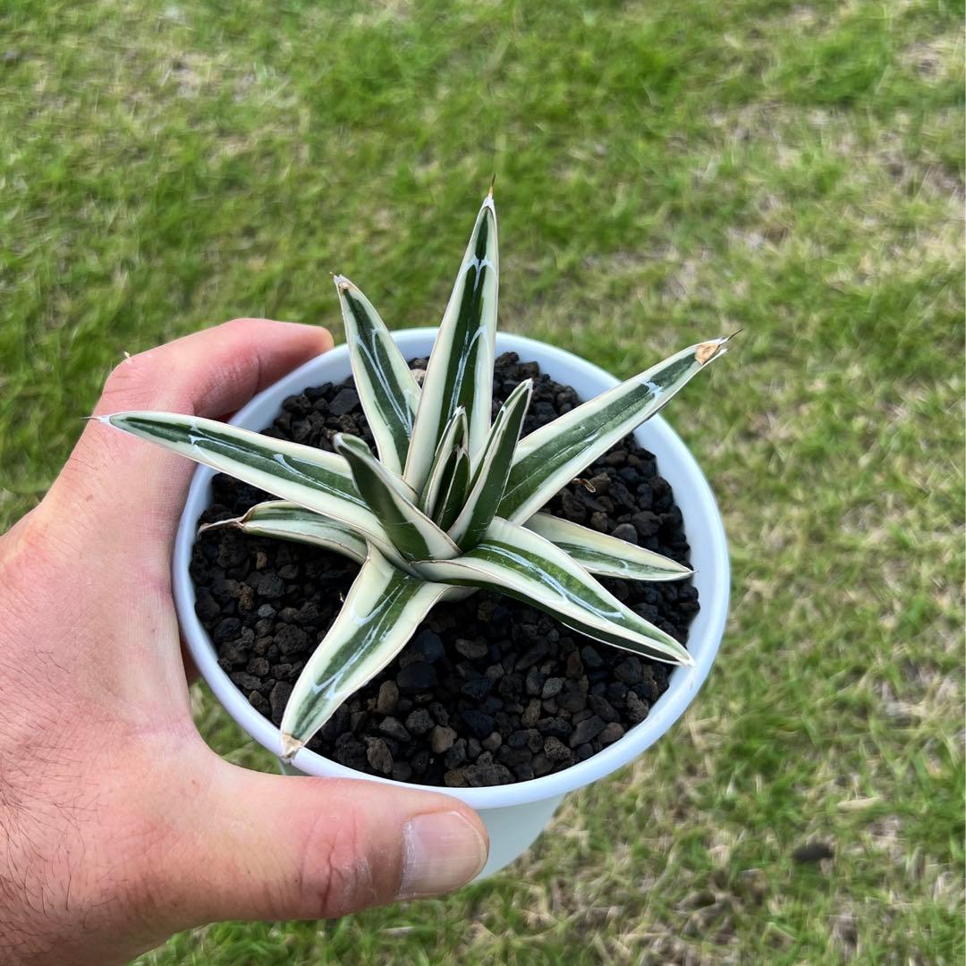 アガベ　笹の雪　氷山