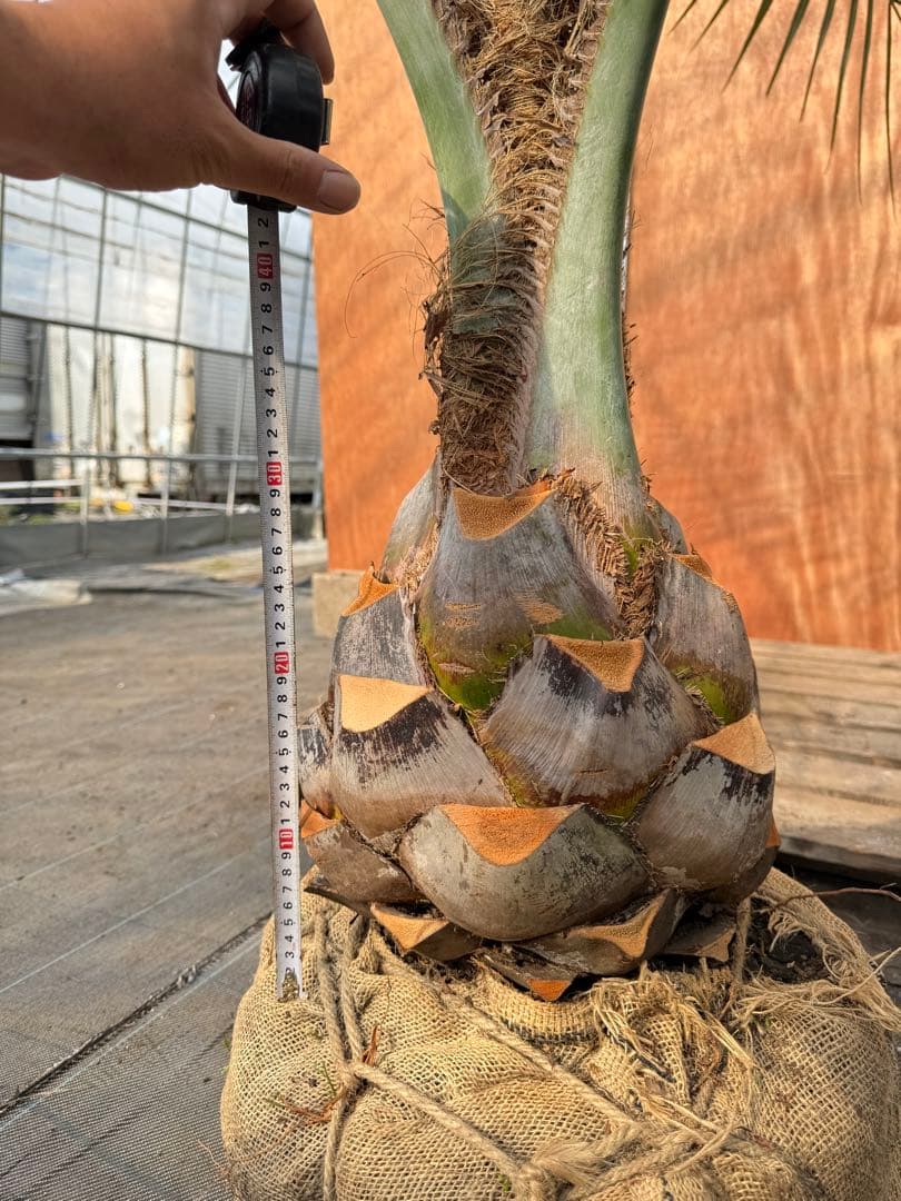 ココスヤシ【超シルバーリーフ】葉先200cm幹回り90cm 幹高30cm