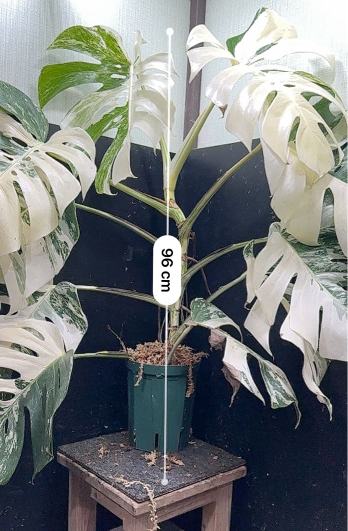 超*✿様 斑入りモンステラ ホワイトタイガー極美大株96cm白斑多レア