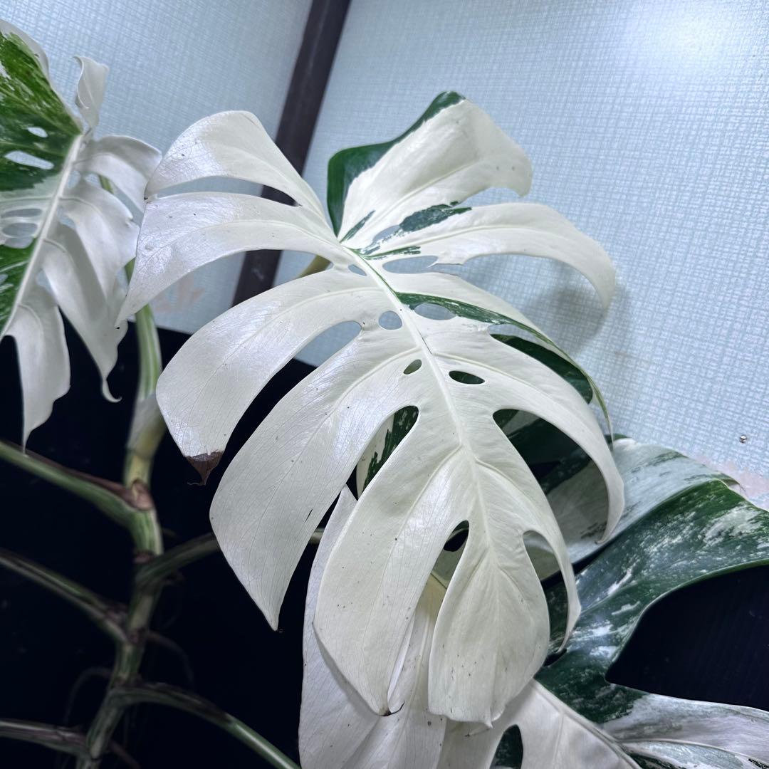 超*✿様 斑入りモンステラ ホワイトタイガー極美大株96cm白斑多レア