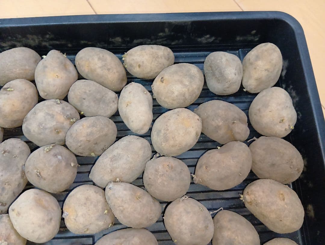 6kg m33 インカのめざめ 種芋