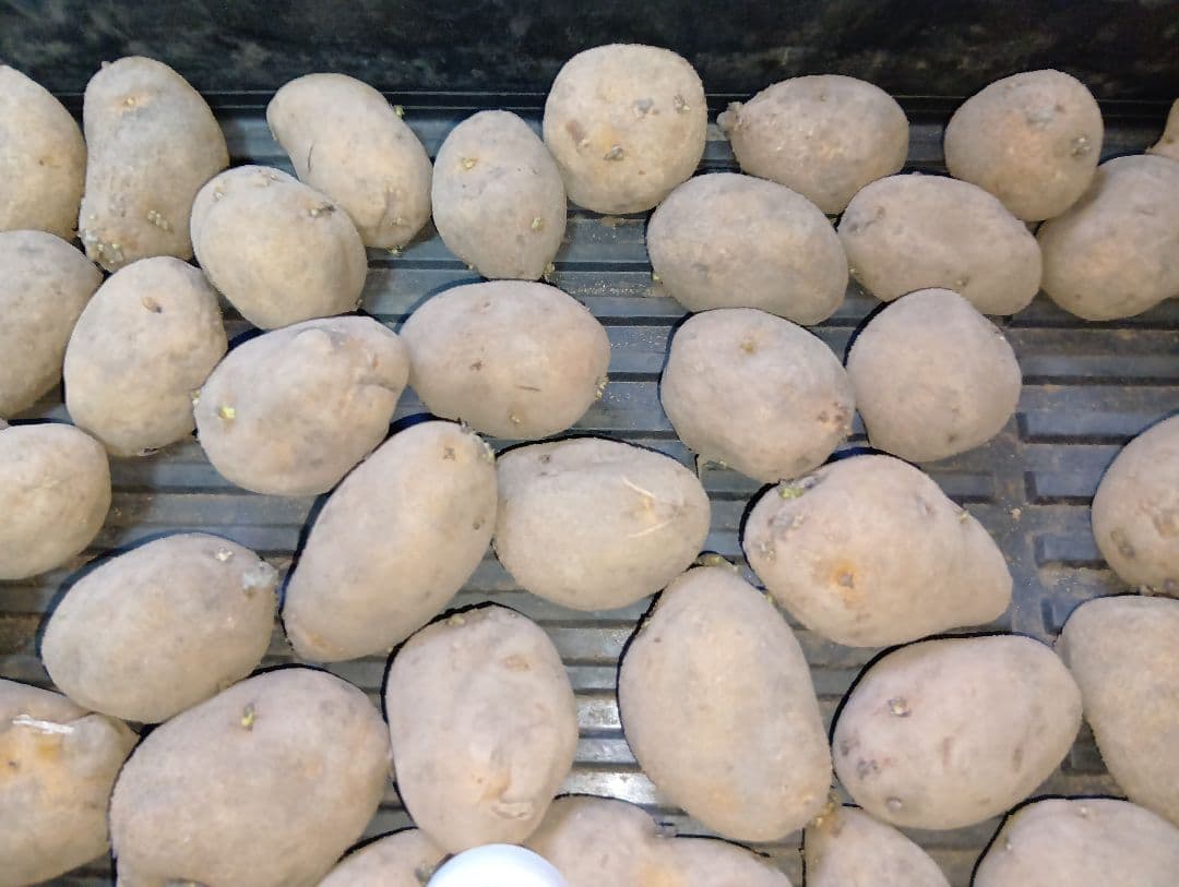 6kg m33 インカのめざめ 種芋