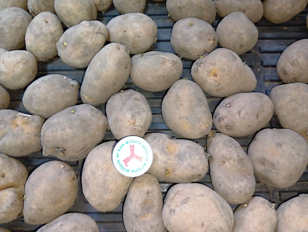 6kg m33 インカのめざめ 種芋