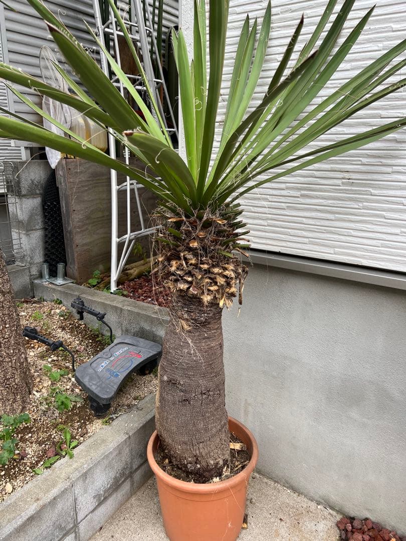 超特大・極太ユッカ・ファクソニアーナ