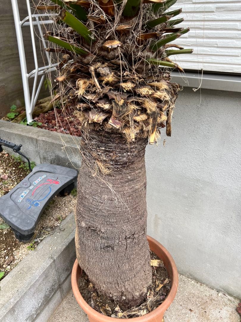 超特大・極太ユッカ・ファクソニアーナ