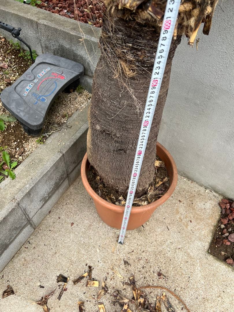 超特大・極太ユッカ・ファクソニアーナ