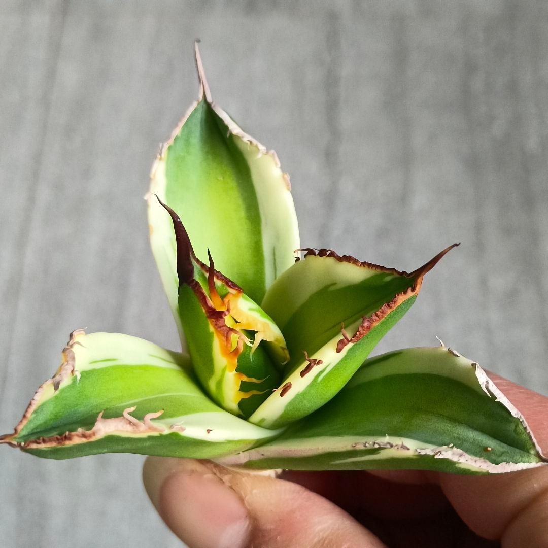 数量限定】アガベ オテロイ 種子 姫厳竜×黒火焔 20粒