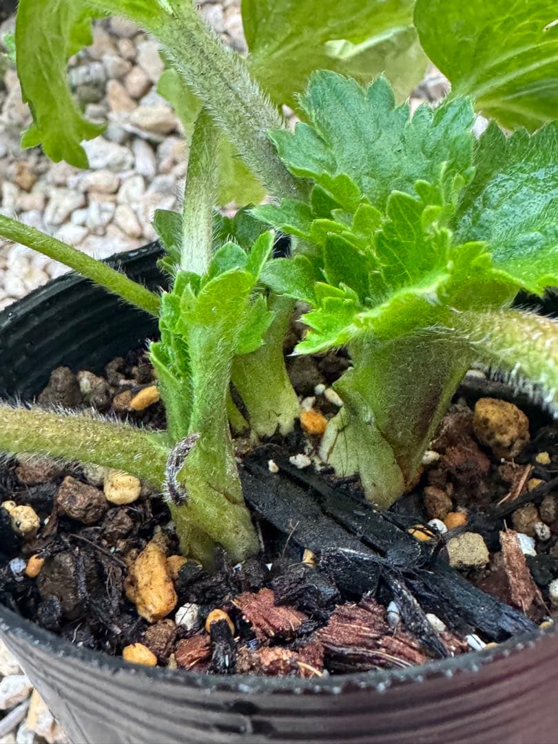 ラナンキュラスラックス 6種