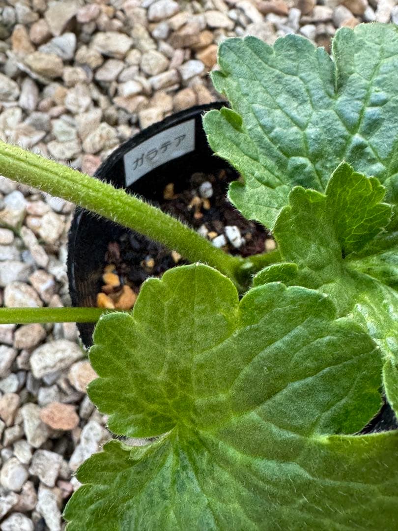 ラナンキュラスラックス 6種