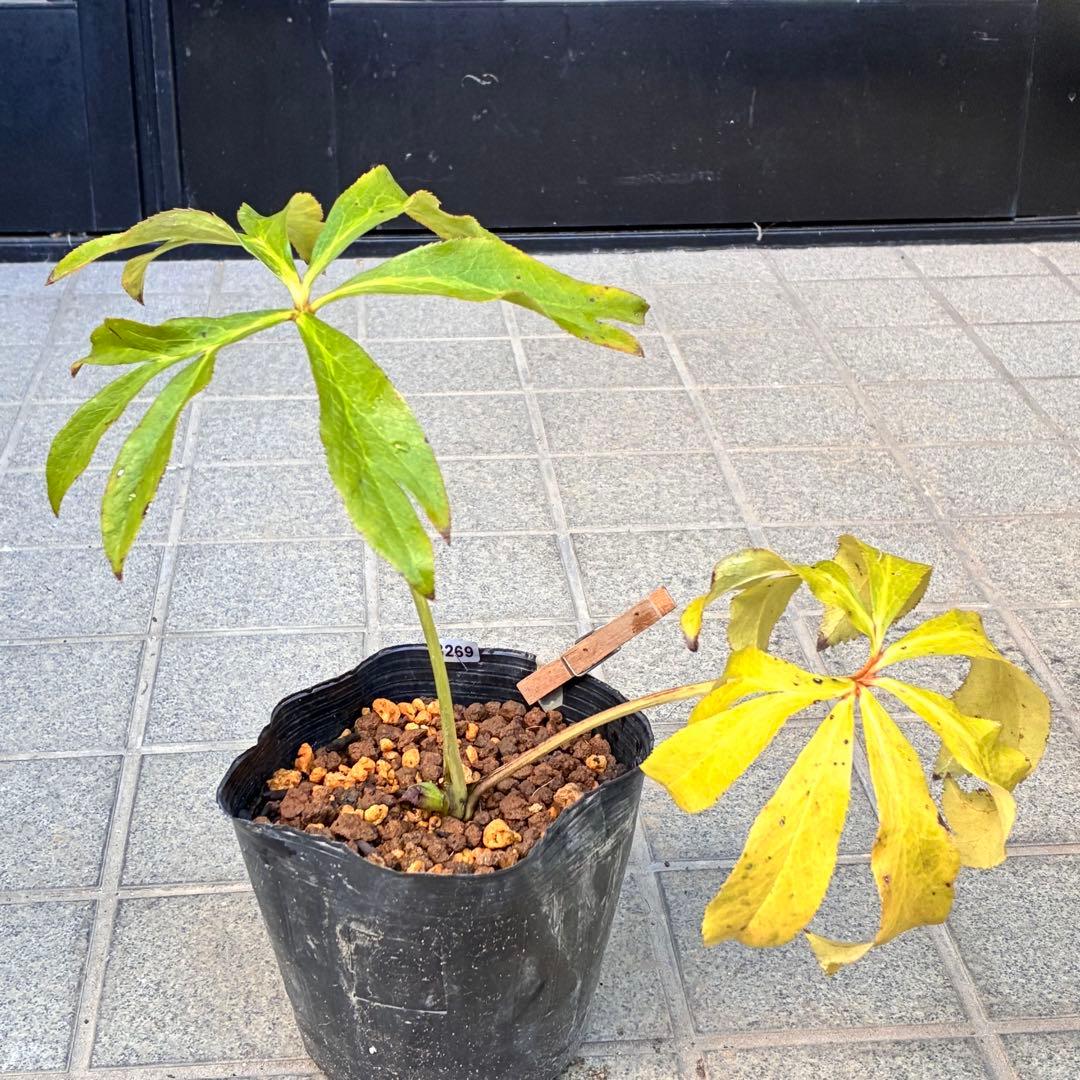 A*️様 ❤️根パンパン❤️沢山新芽元気株❤️3269⭐️真黒⭐️小輪⭐️超多弁