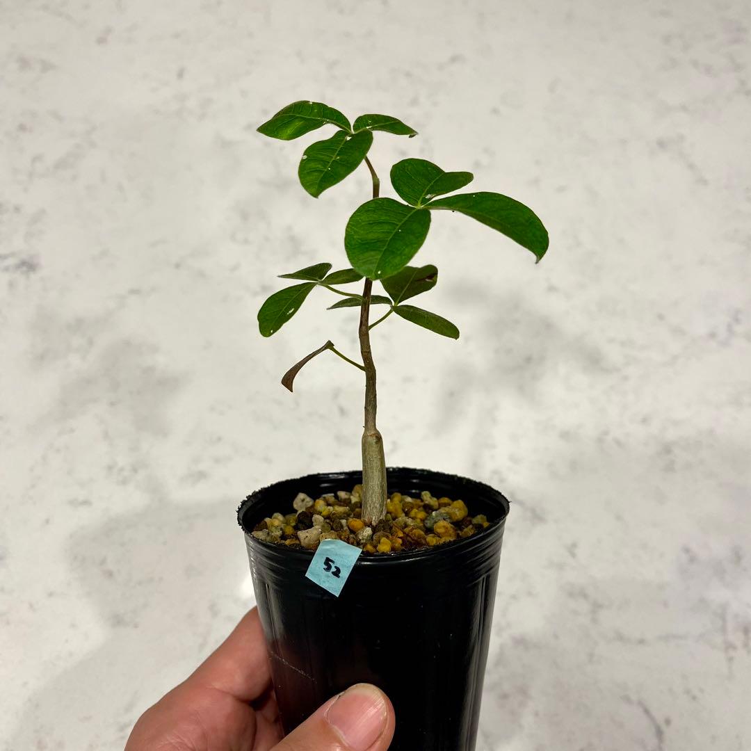 コミフォラ モンストローサ 実生 (52) - メルカリ