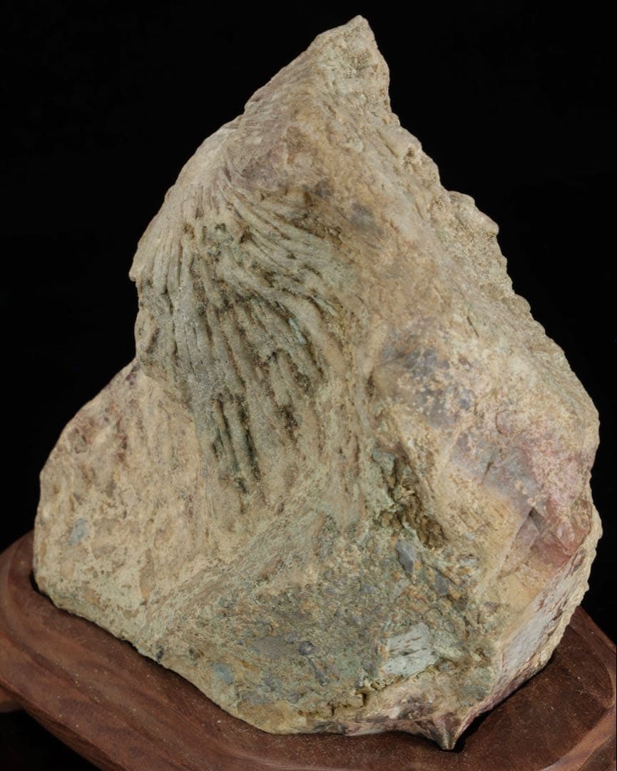 菊花石 紋石 一輪 台座付 1.4kg 鑑賞石 原石 自然石 盆石 飾石