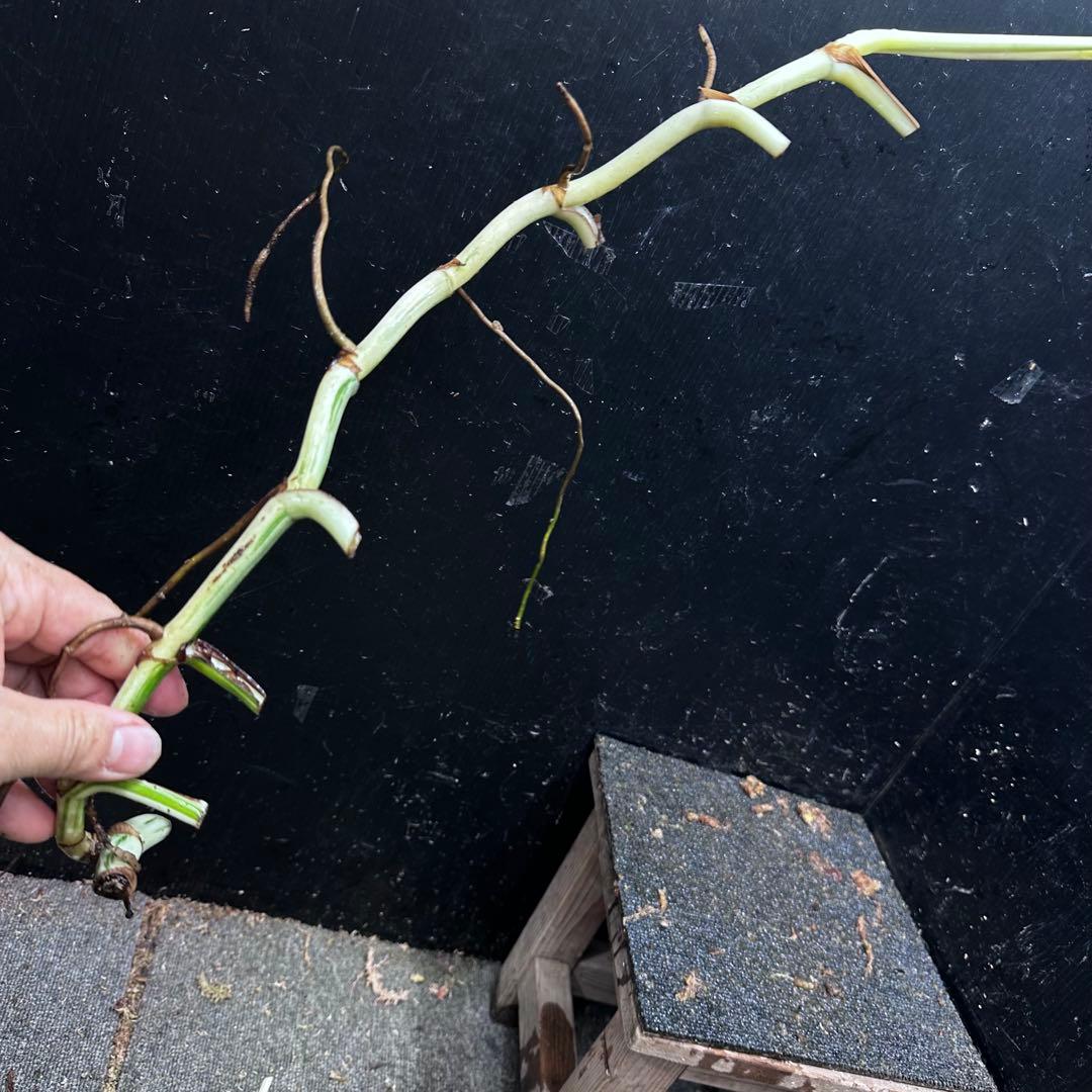 超*✿様 斑入りモンステラホワイトタイガー大茎6株おまとめ