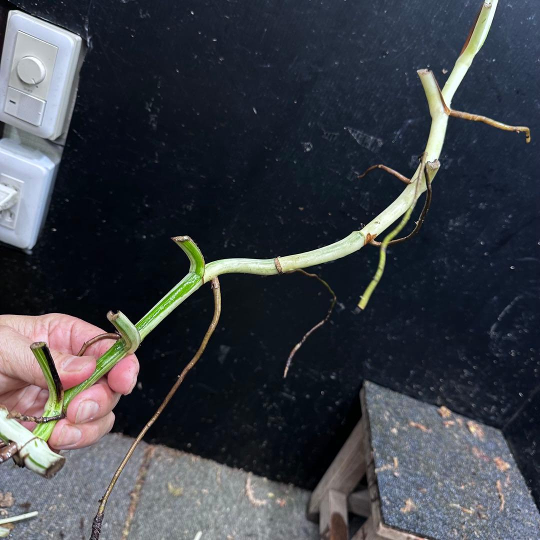 超*✿様 斑入りモンステラホワイトタイガー大茎6株おまとめ