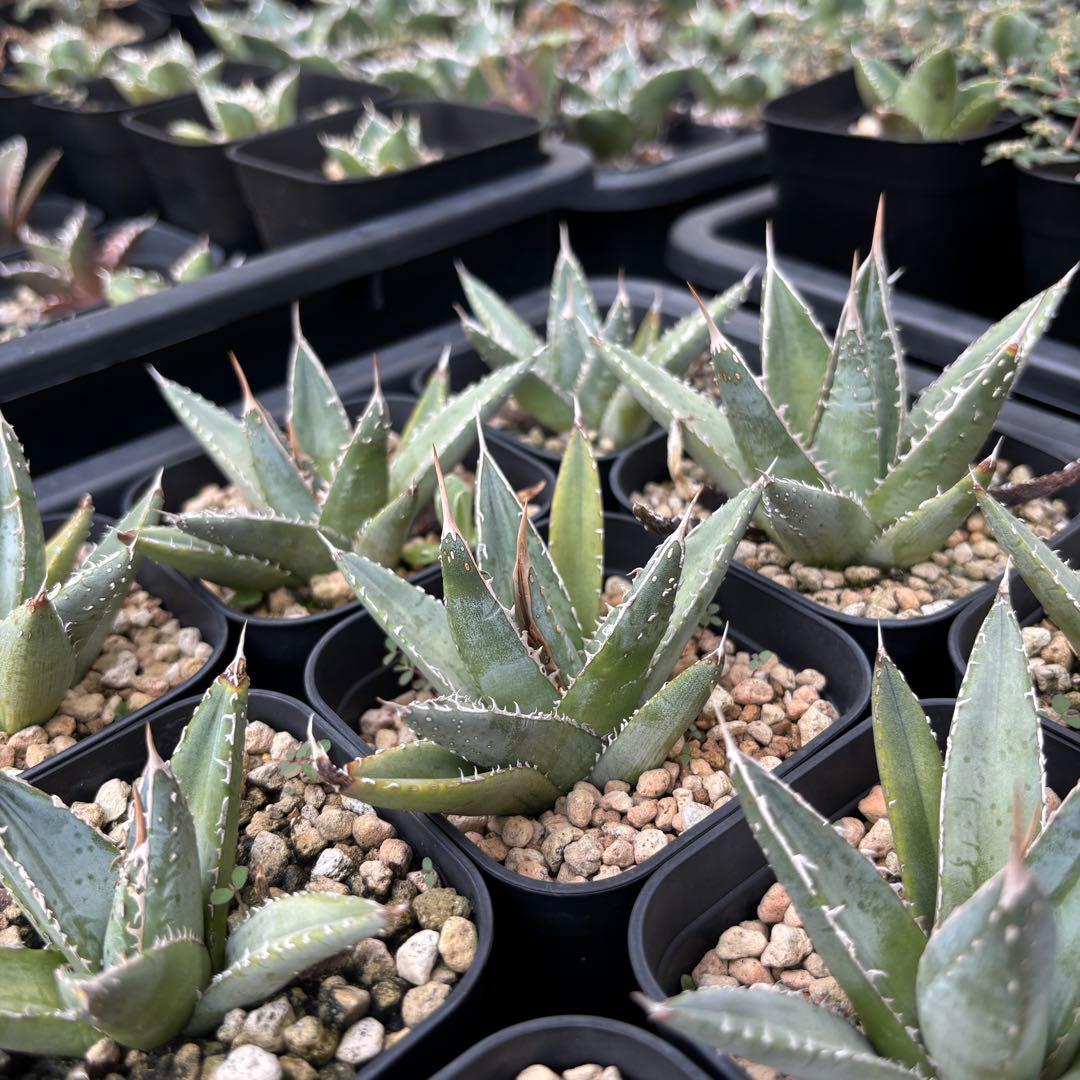 バナナシェイク様確認用ページ