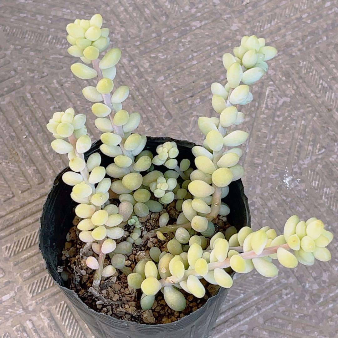 kikurin様 リクエスト 2点 まとめ商品 - メルカリ