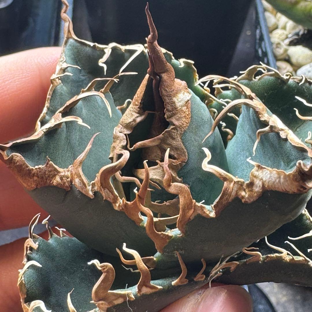 【発根済】アガベ スーパーチタノタ 悪魔くん カクタスグリーン