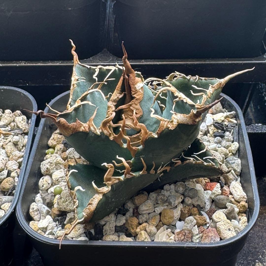 【発根済】アガベ スーパーチタノタ 悪魔くん カクタスグリーン