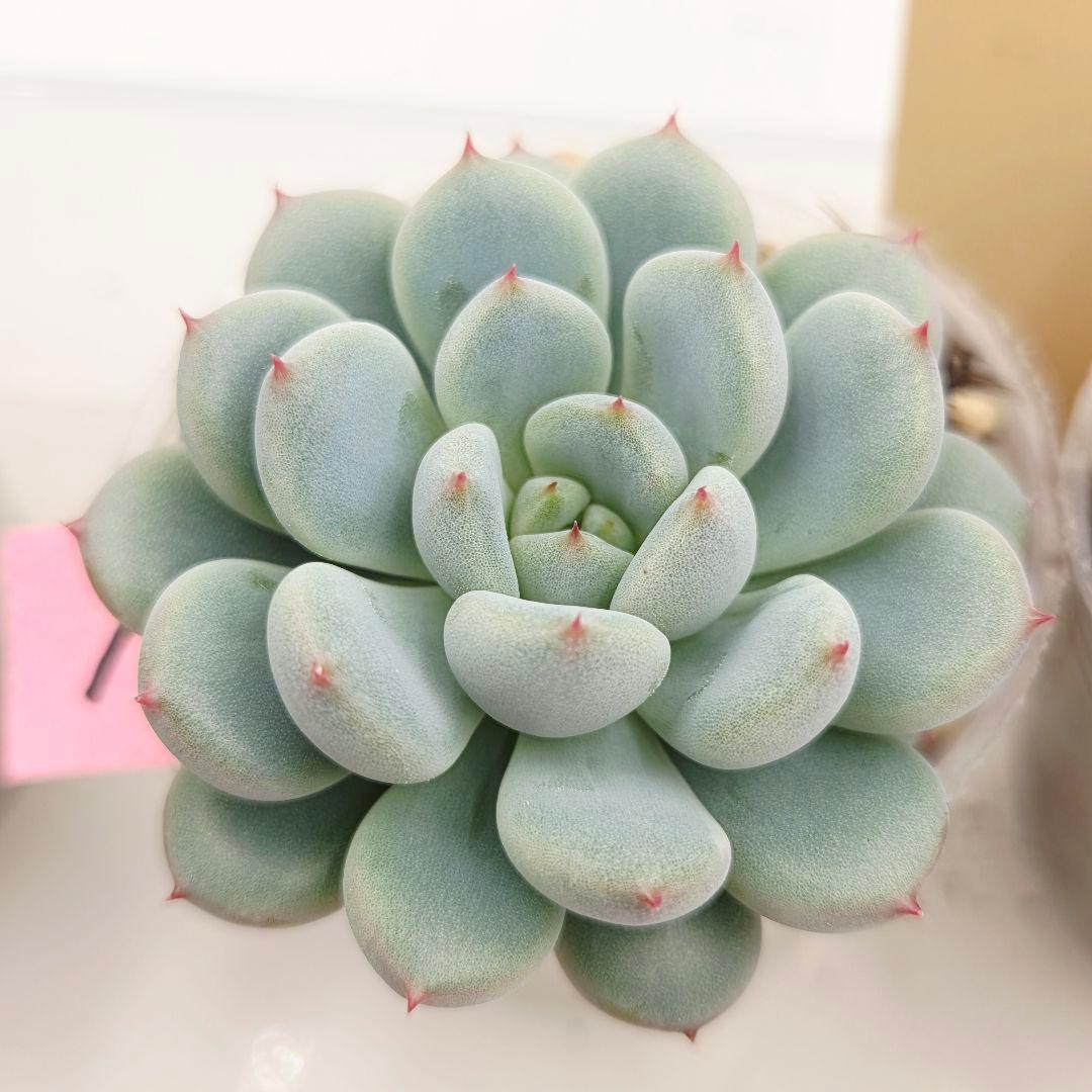 プーさん様 ミソップさん 4苗