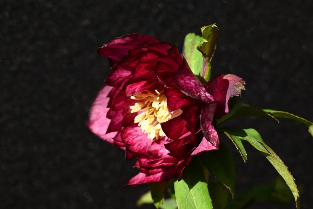 クリスマスローズ　認定シャガールレッド多弁　加藤農園