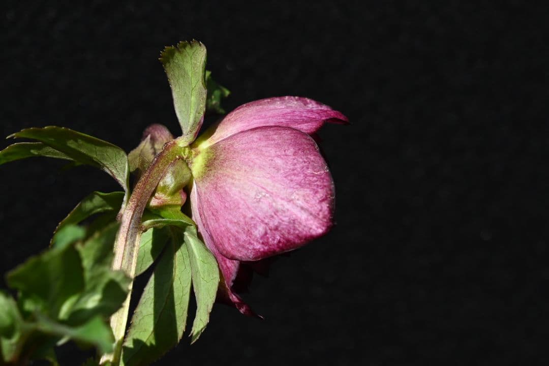 クリスマスローズ　認定シャガールレッド多弁　加藤農園