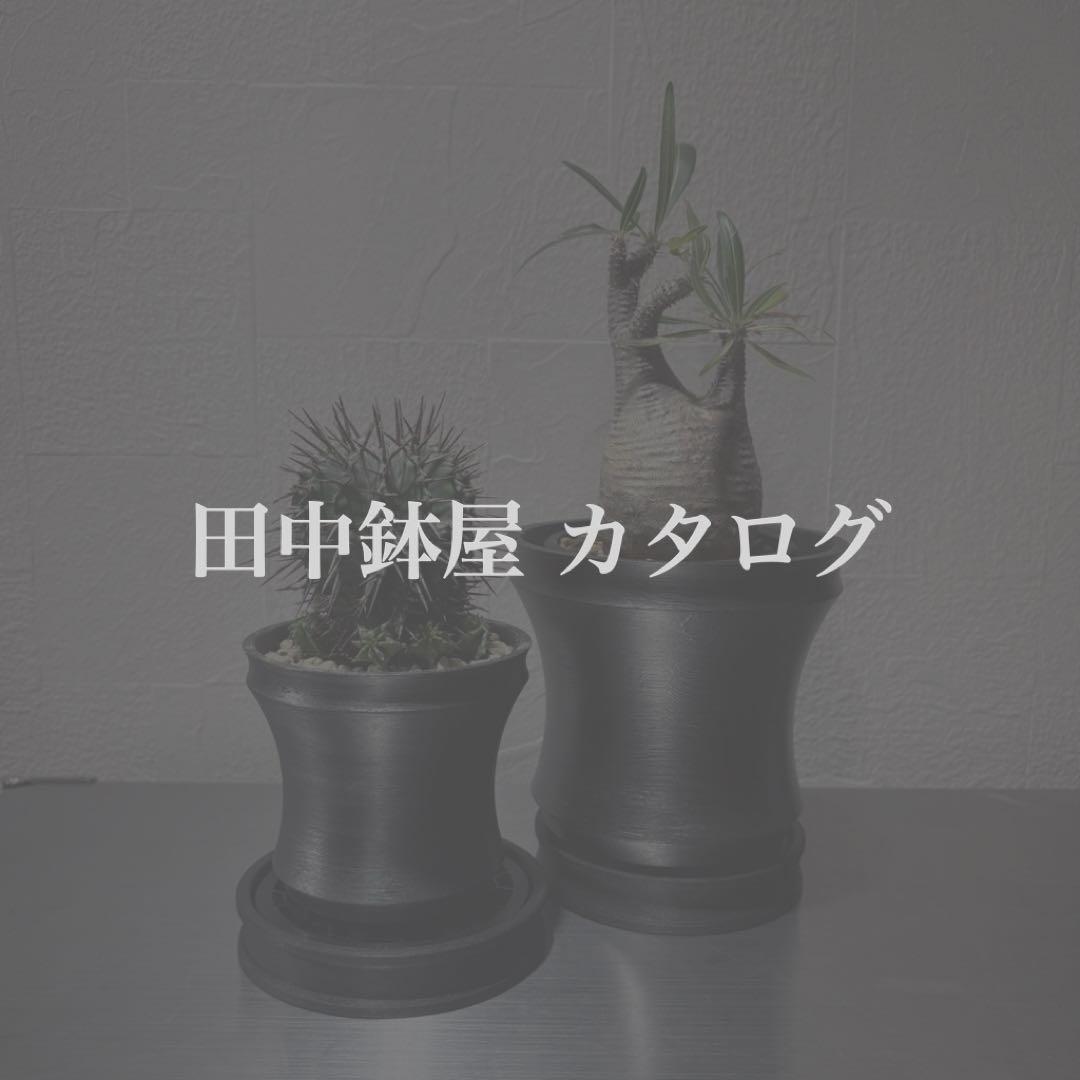 ホリダ グラキリス CATEGORY 珍奇植物 - bizarre plants - | 陶賊 -TOUZOKU-