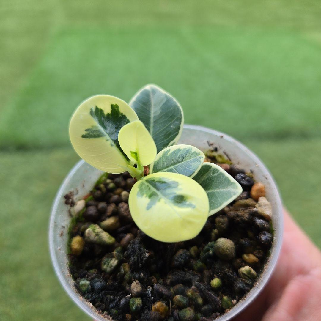 激レア フィカス パンダガジュマル 斑入り 希少 レア 観葉植物 白