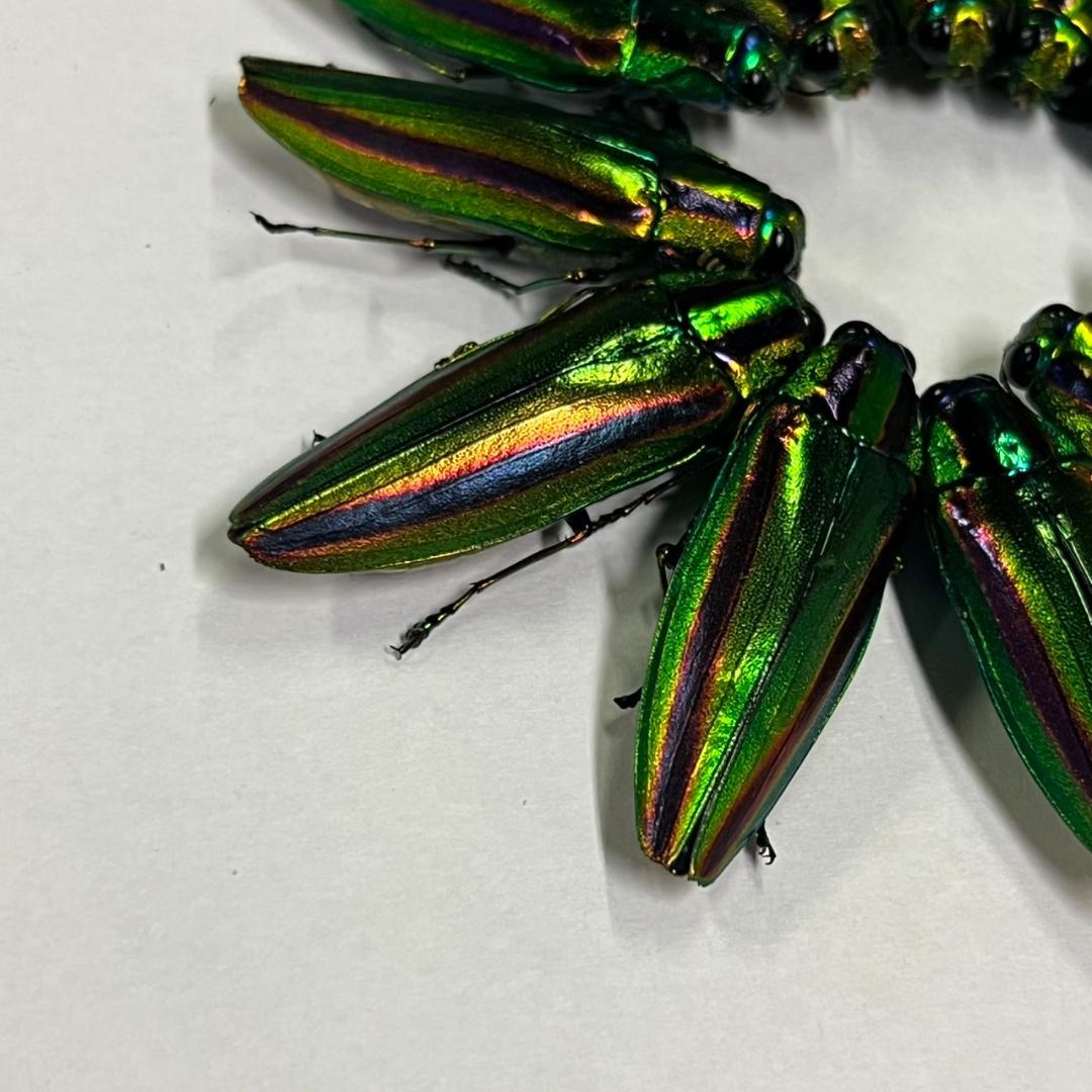 千葉県産　ヤマトタマムシ　４㎝以上11頭　上翅82枚　標本用　装飾用