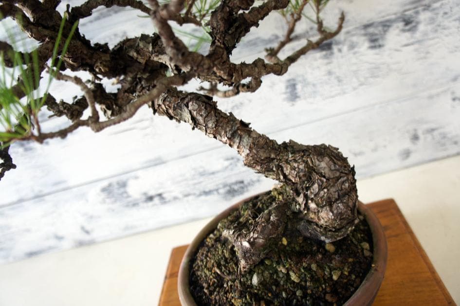 盆栽 『赤松』 インテリア 観葉植物 園芸 ガーデニング 送料無料 b182