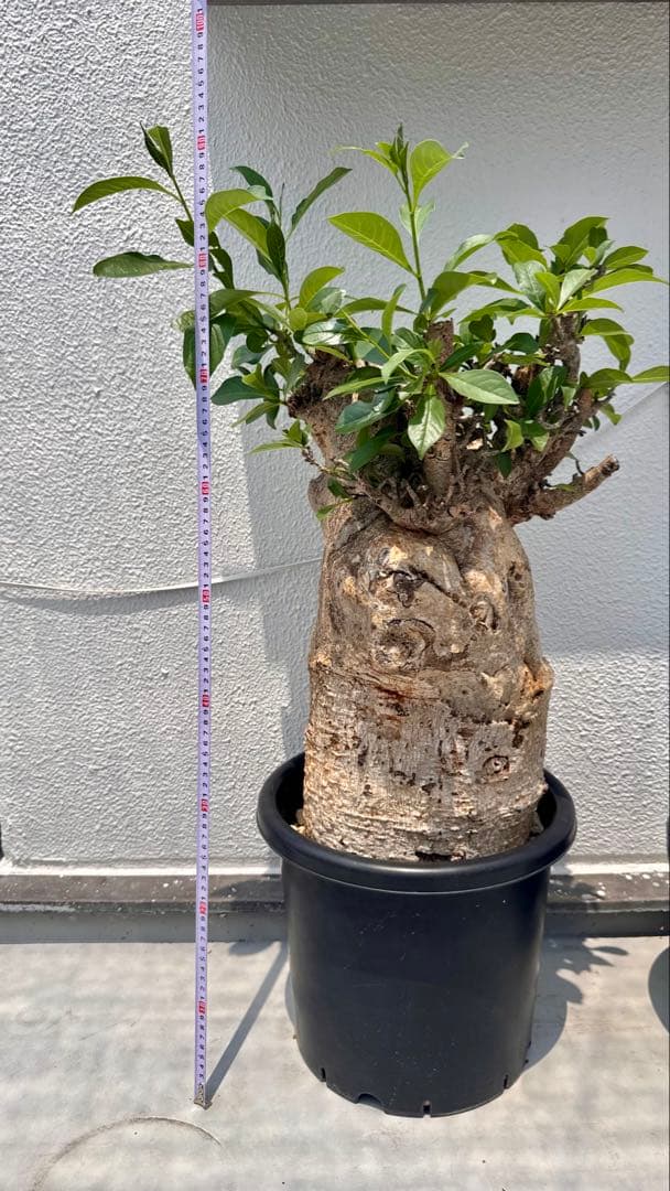 バオバブ　アダンソニア ディギタータ　発根済み　低重心　極太