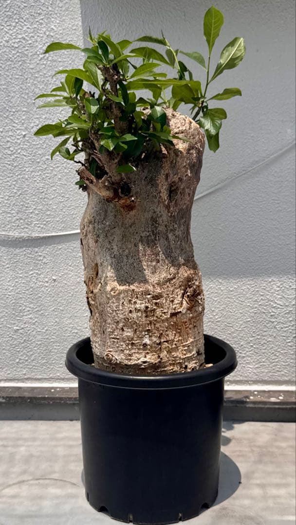 バオバブ　アダンソニア ディギタータ　発根済み　低重心　極太