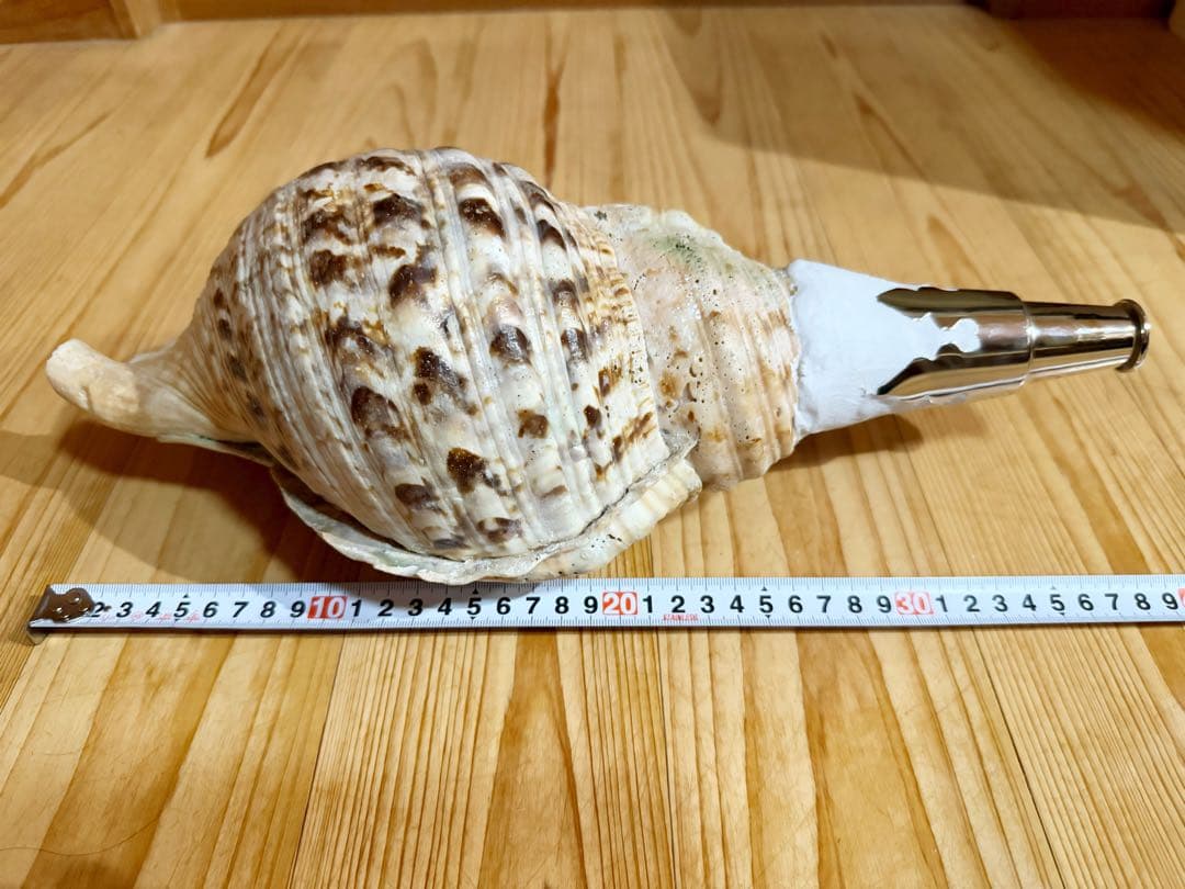 大型38㎝修験道法螺貝　山伏　密教　魔除け　熊よけ❣️ほら貝　ホラガイ