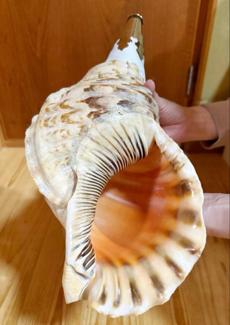 大型38㎝修験道法螺貝　山伏　密教　魔除け　熊よけ❣️ほら貝　ホラガイ