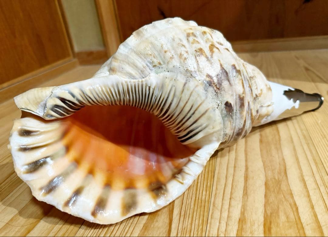 大型38㎝修験道法螺貝　山伏　密教　魔除け　熊よけ❣️ほら貝　ホラガイ