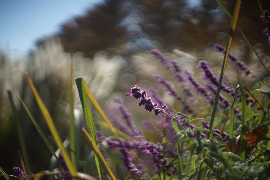 リコー　XR RIKENON 1.4 50mm　506